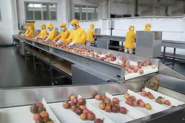 如何選取優質的果汁加工原料？